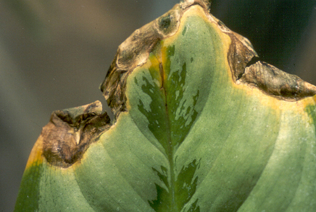 Bacterial blight and rot