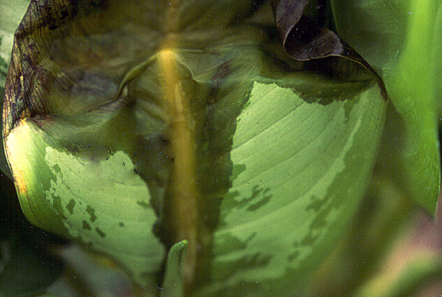 Bacterial blight and rot