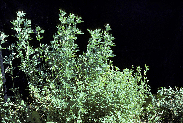 Witches'-broom