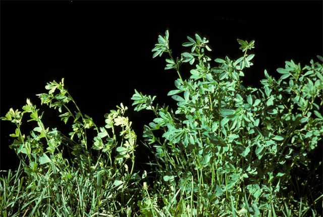Bacterial wilt