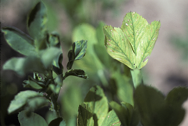 Bacterial wilt