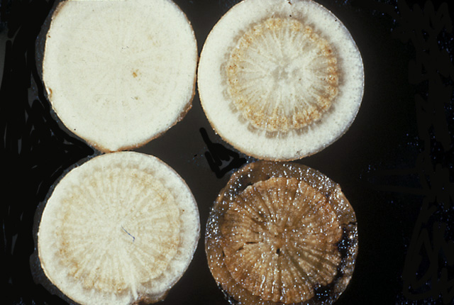 Bacterial wilt