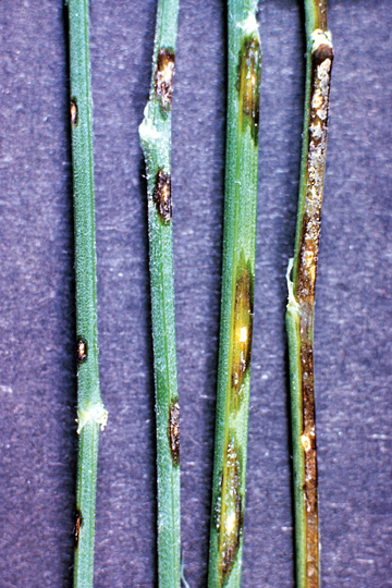 Bacterial leaf spot