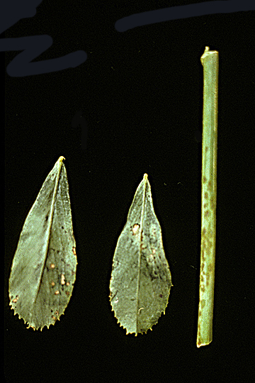 Bacterial leaf spot