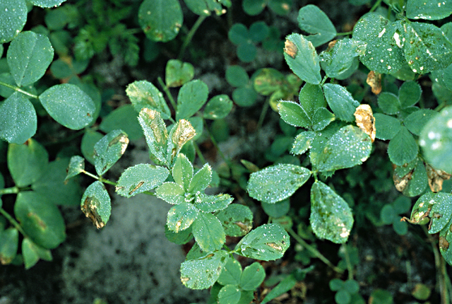 Bacterial leaf spot