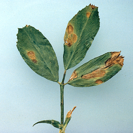 Bacterial leaf spot