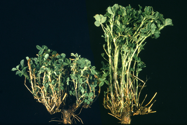 Alfalfa dwarf