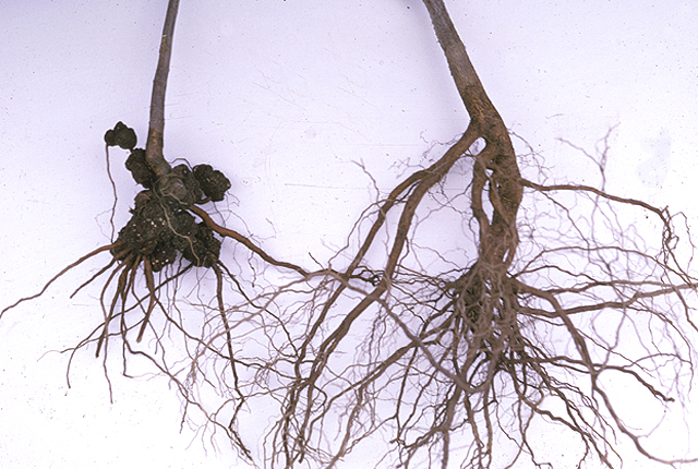 Crown gall