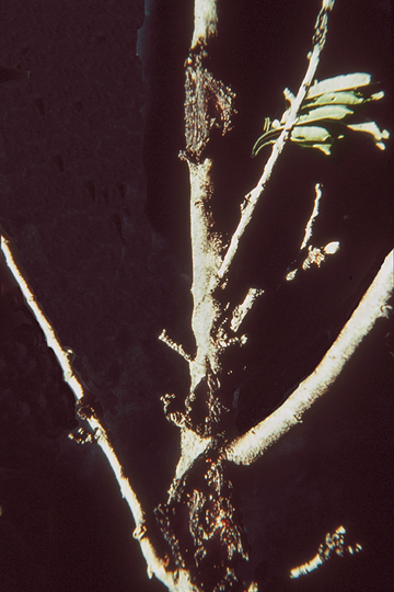 Bacterial hyperplastic canker