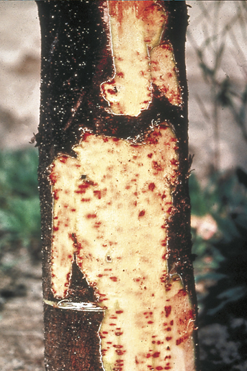 Bacterial canker