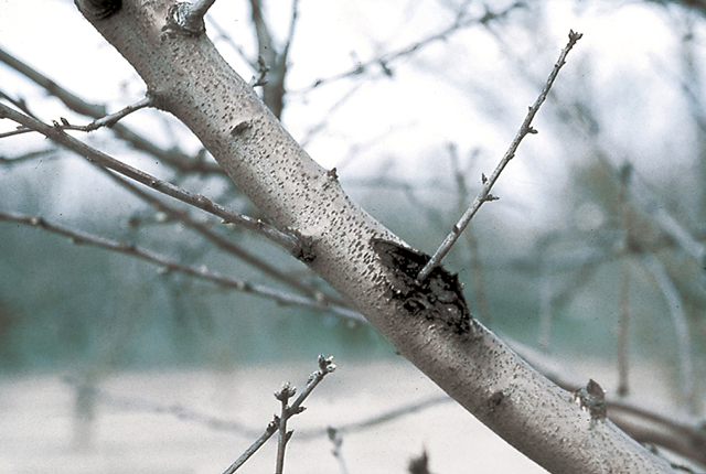 Bacterial canker