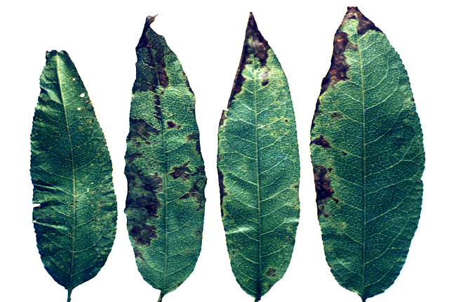 Bacterial spot