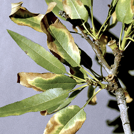 Almond leaf scorch