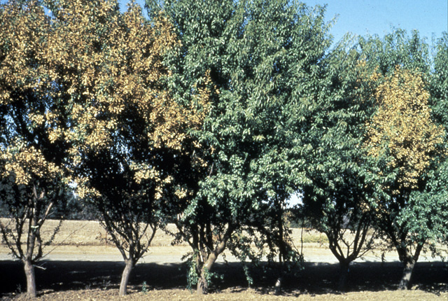 Almond leaf scorch