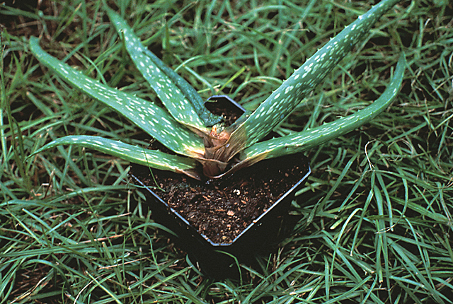 Bacterial blight and rot