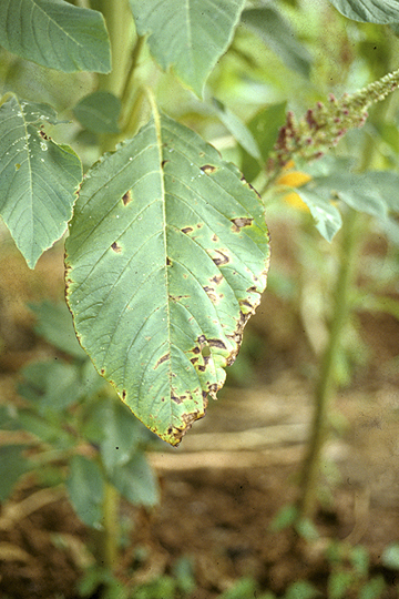Bacterial leaf spot