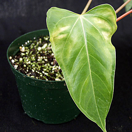 Bacterial wilt