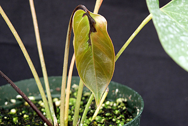 Bacterial wilt