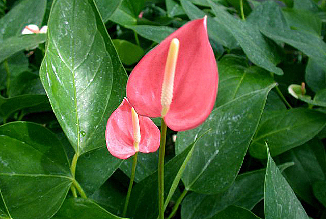 Anthurium