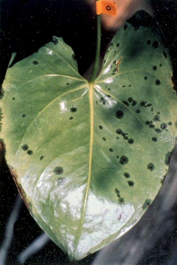 Bacterial blight