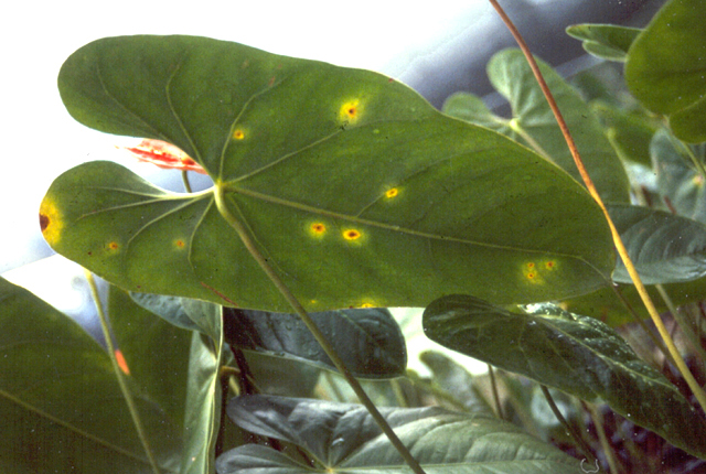 Bacterial blight