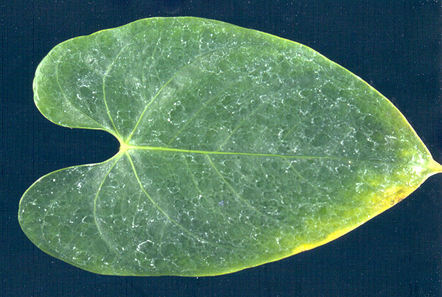 Bacterial blight