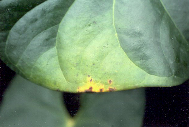 Bacterial blight