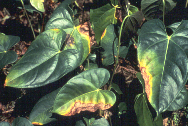 Bacterial blight