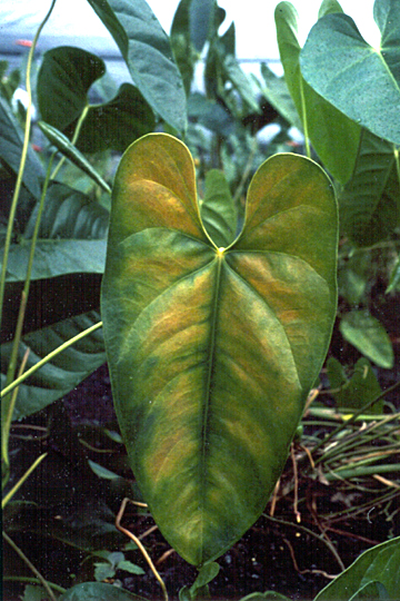 Bacterial blight