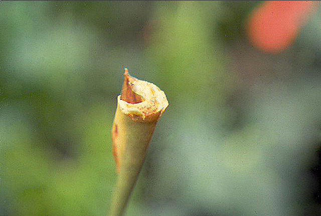 Bacterial blight