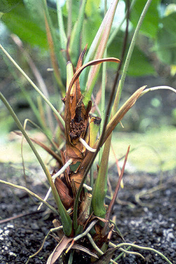 Bacterial blight
