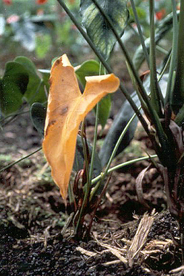 Bacterial blight