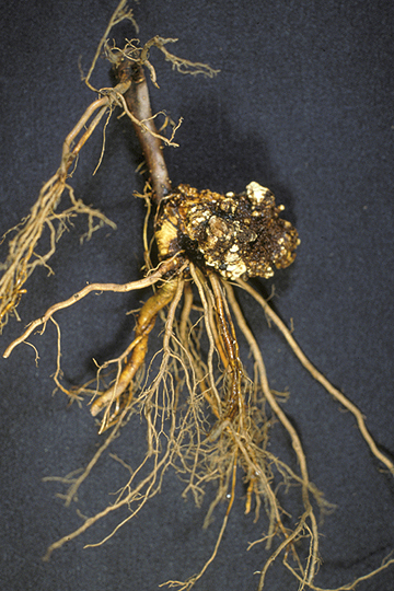 Crown gall