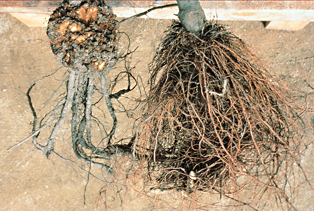 Hairy root