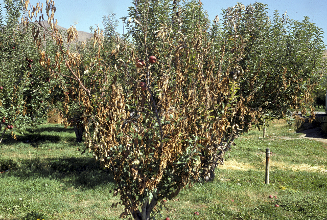 Fire blight