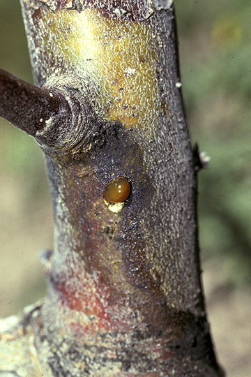 Fire blight