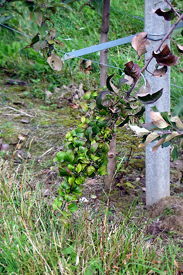 Apple proliferation