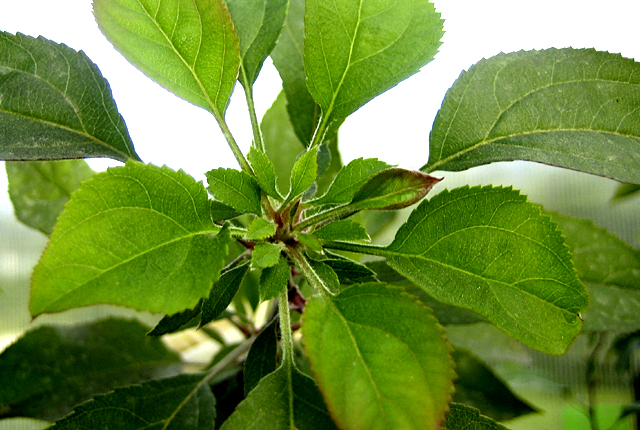 Apple proliferation