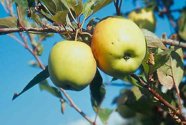 Apple proliferation