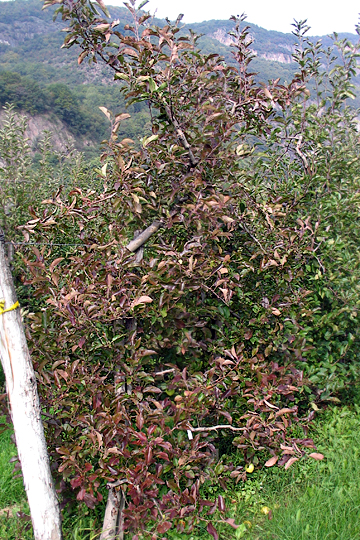 Apple proliferation