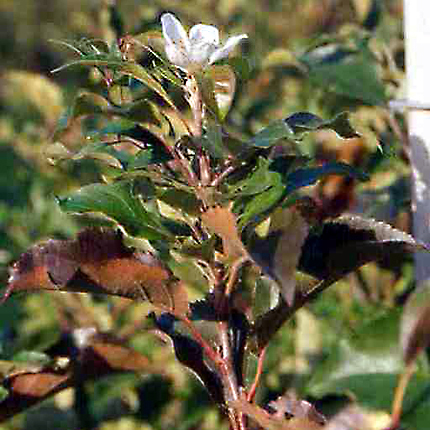 Apple proliferation