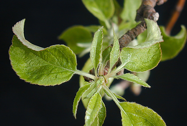 Apple proliferation