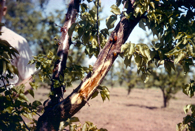 Bacterial canker and blast