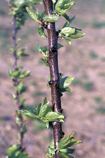 Bacterial canker and blast
