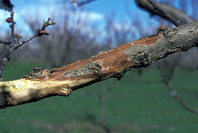 Bacterial canker and blast
