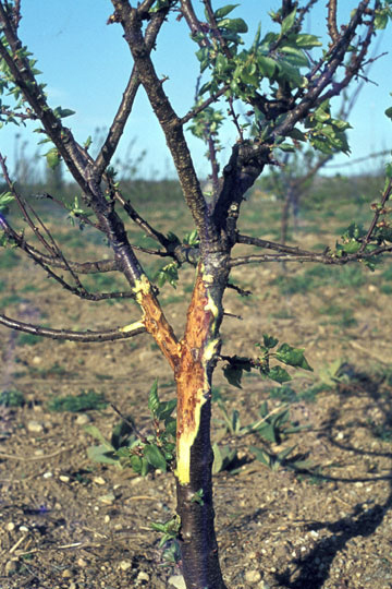 Bacterial canker and blast