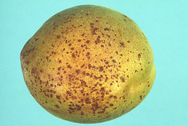 Bacterial canker and blast