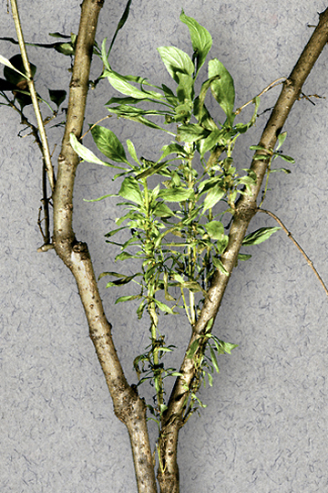 Witches'-broom