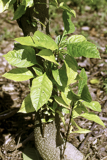 Ash yellows