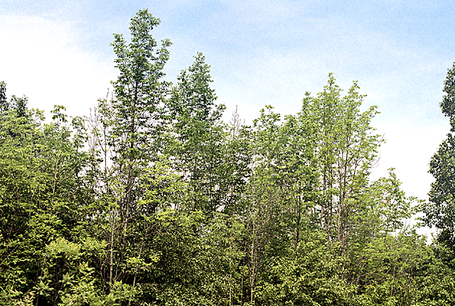Ash yellows